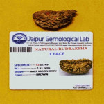 1 Mukhi Rudraksha.
