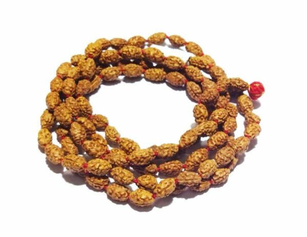 2 Mukhi Rudraksha Original| 2 Mukhi Rudraksha Price And Benefits – Hare  krishna Mart