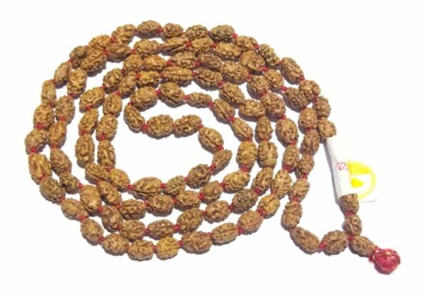 Natural 3 4 5 7 Ganesh 10 Mukhi Sterling Silver Rudraksha Bracelet  Shakti Bandh Kawach  Agarwal Rudraksha Haridwar Uttarakhand