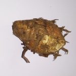 IMG_20201020_115536_compress14