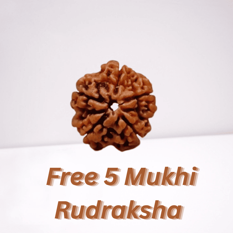 Free 5 Mukhi Rudraksha (1)